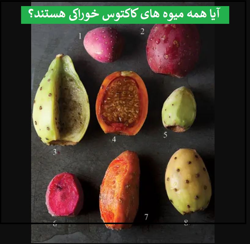 میوه های کاکتوس خوراکی