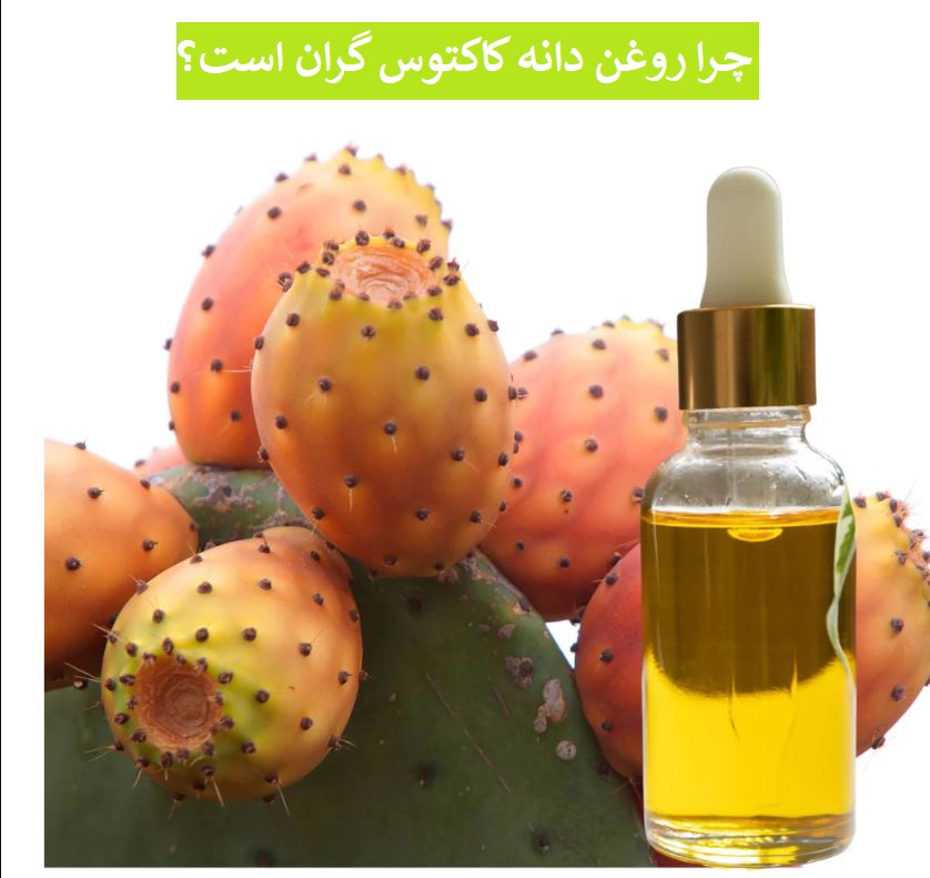 چرا روغن دانه کاکتوس گران است؟