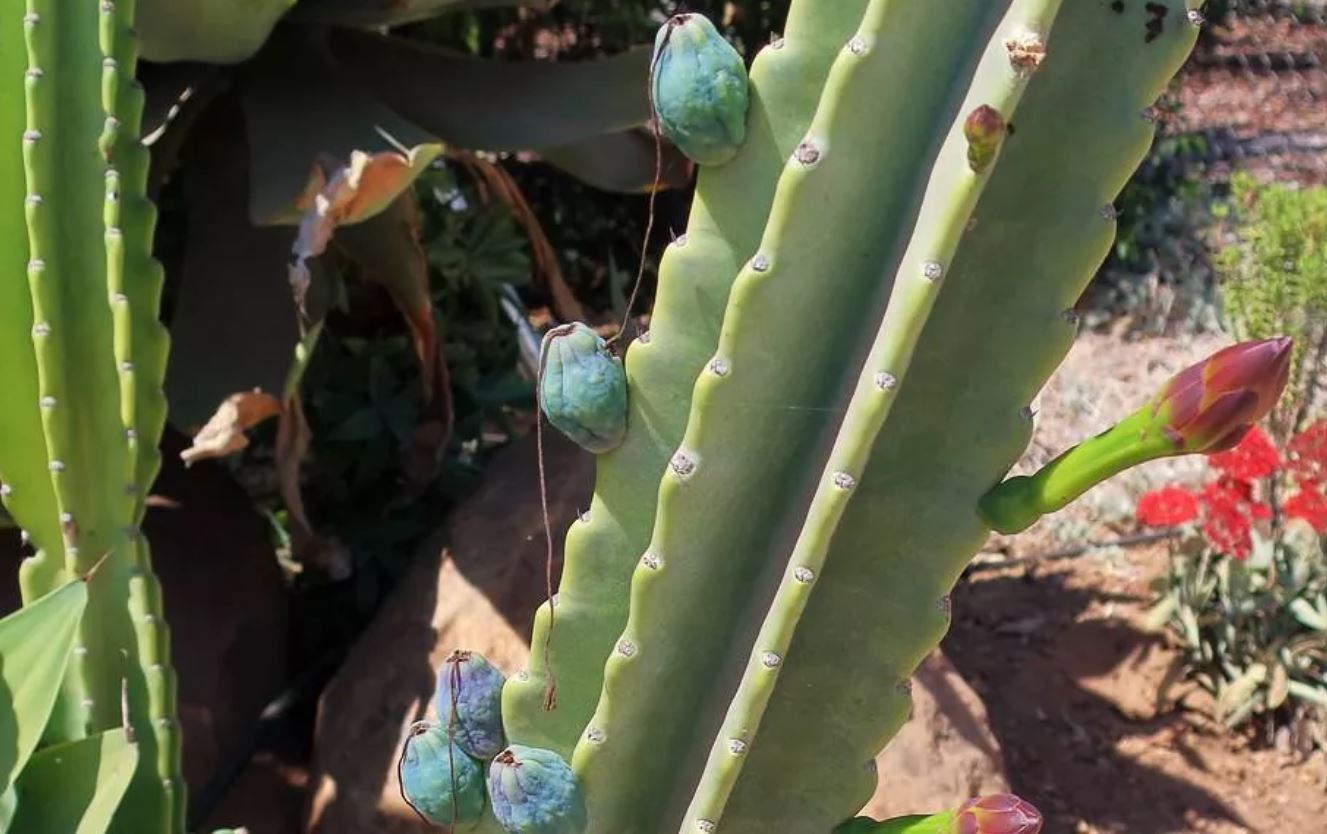 کاکتوس سیب پرو (Peruvian Apple Fruit)