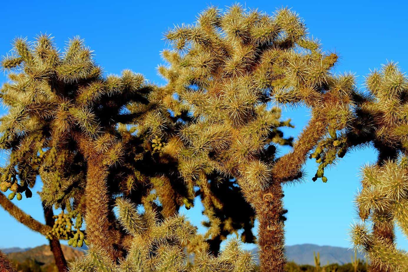 کاکتوس کولا (Cholla Cactus)