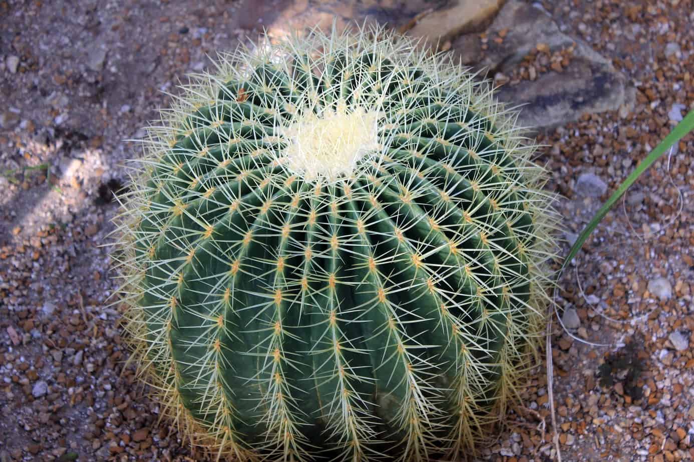 کاکتوس بشکه ای (Barrel Cactus)