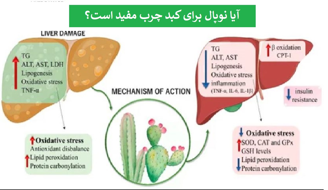 نوپال برای کبد چرب