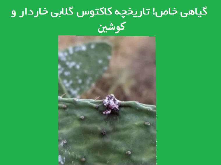 گلابی خاردار و کوشین