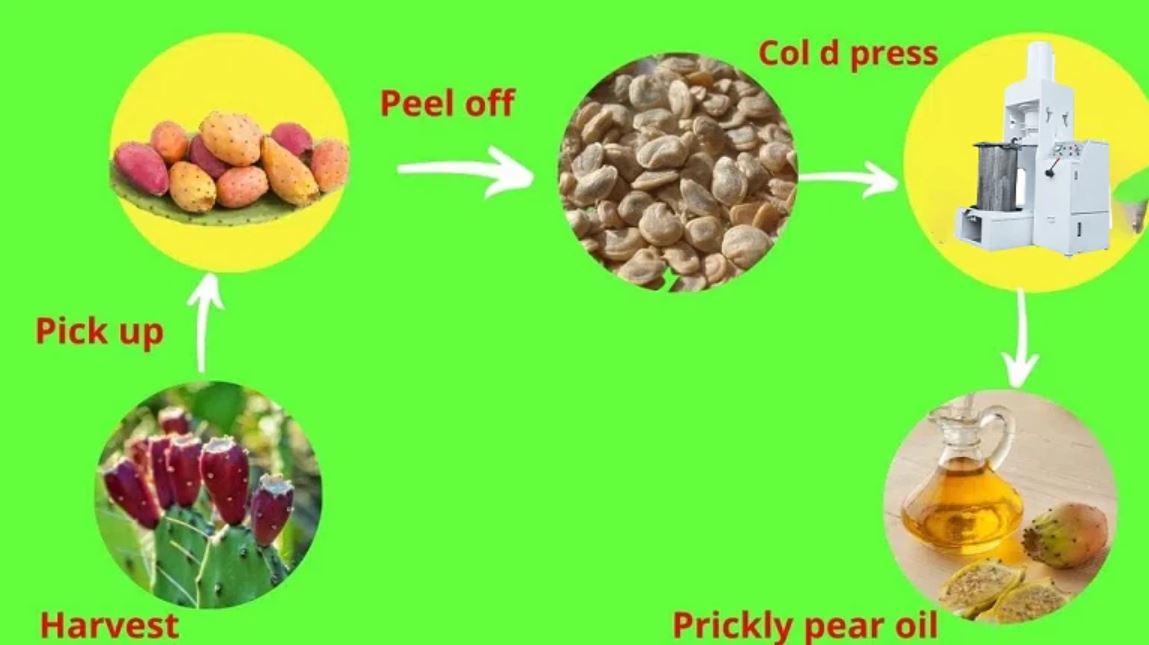 COA برای روغن کاکتوس گلابی خاردار 