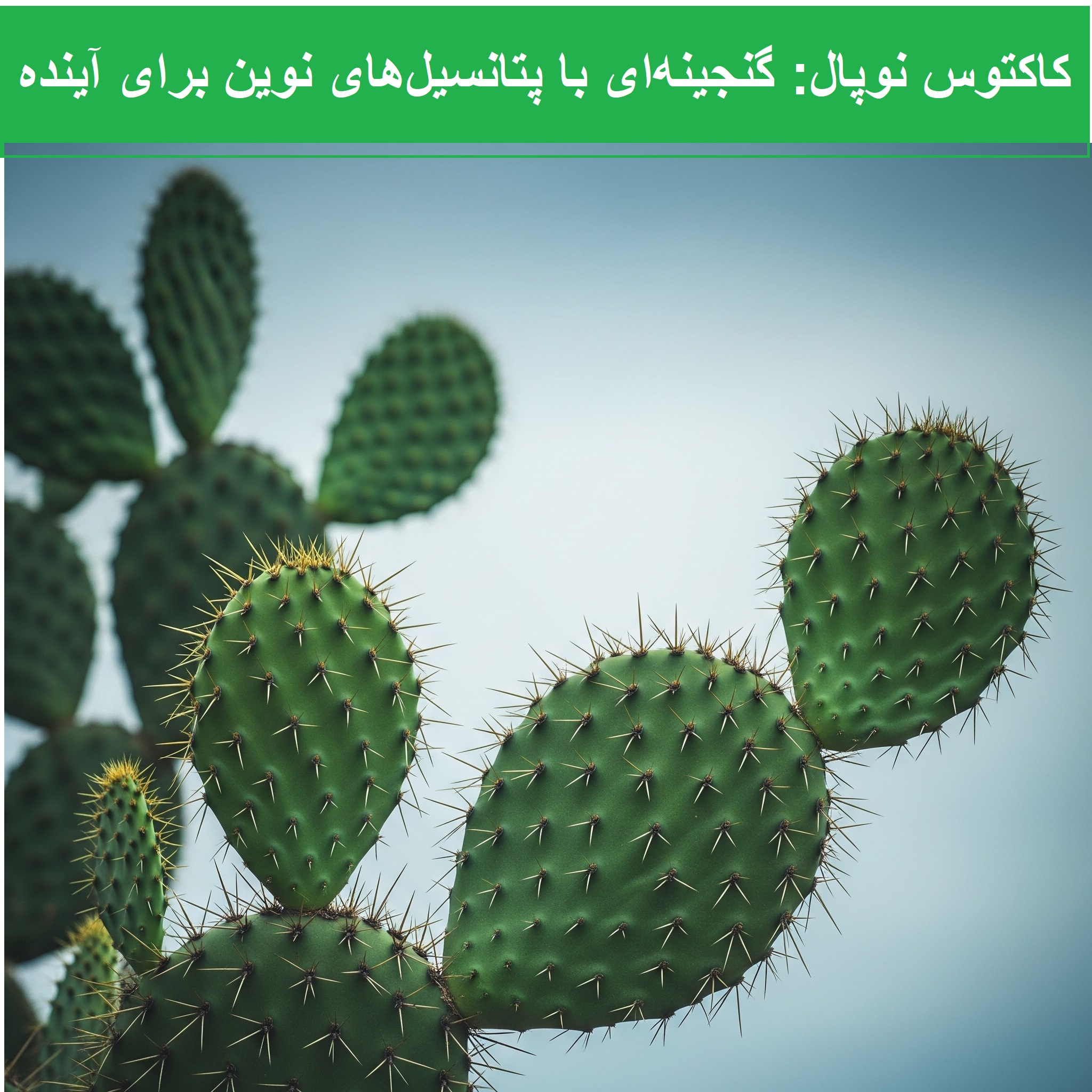 کاکتوس نوپال