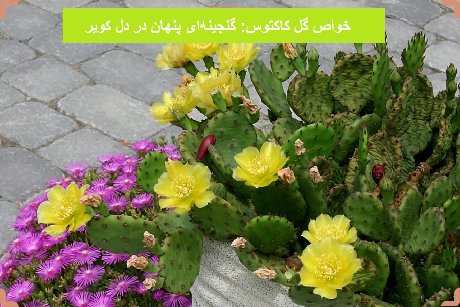 خواص گل کاکتوس