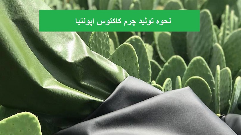 تولید چرم کاکتوس اپونتیا