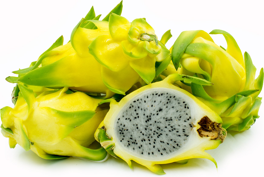 کاکتوس زرد (Yellow Pitaya)