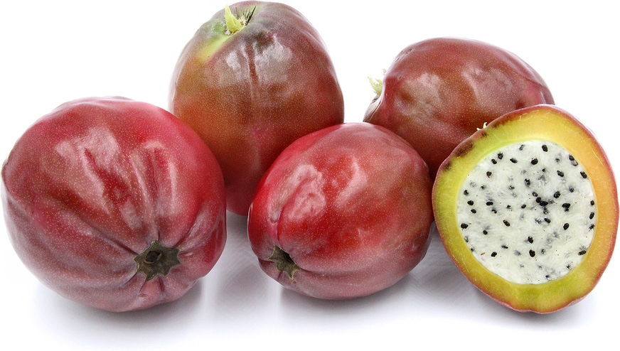 کاکتوس هندی (Cereus Fruit)